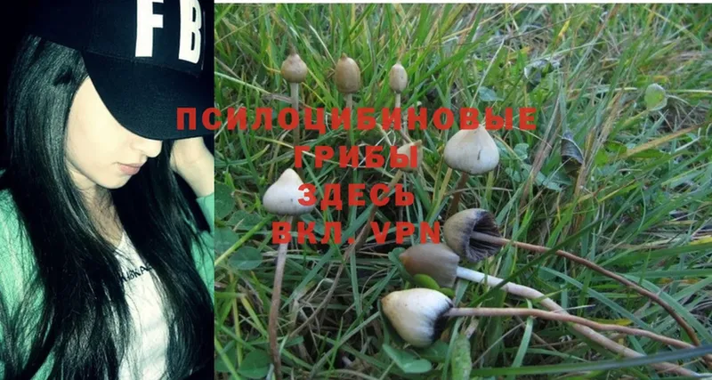 купить наркоту  МЕГА   Галлюциногенные грибы Psilocybine cubensis  Братск 